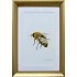 Bee #3