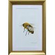 Bee #3