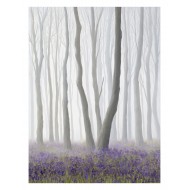 Misty Forest - Fine Art Print